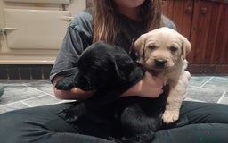 Labrador Retriever dogs for sale: KC Labrador puppies 5weeks old 3 boys  - Image 11