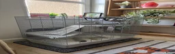 Rat rodents for sale: Two Beautiful Male Rats and Free Cage - Advert 6