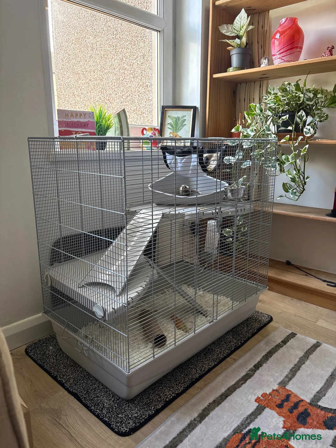 Rat rodents for sale: Two Beautiful Male Rats and Free Cage - Advert 6