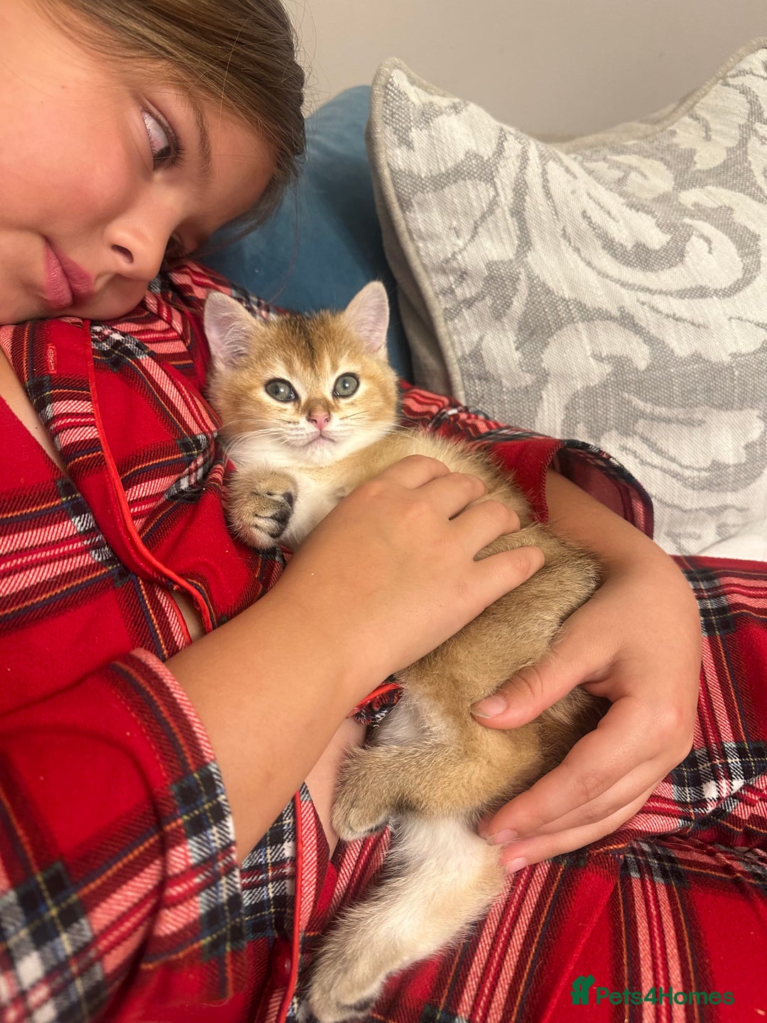 British Shorthair cats for sale: ‼️READY NOW‼️ 2 kittens left  - Advert 8