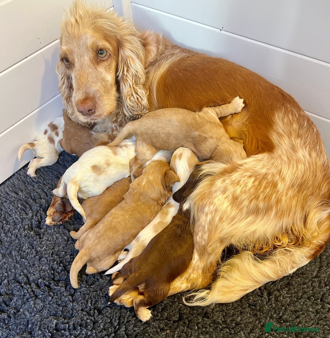Cocker Spaniel dogs for sale: 4⭐️Licensed KC Reg English Show Cocker Spaniel - Image 5