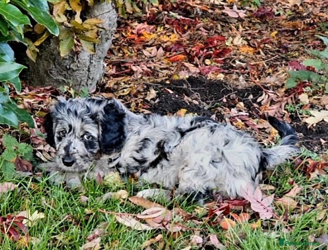 Mini Goldendoodle dogs for sale: STUNNING F1 GOLDENDOODLE MERLE BITCH PUP - Image 3