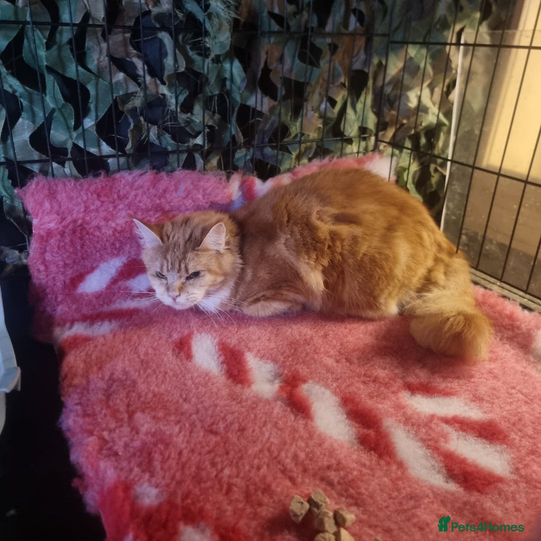 Maine Coon cats for sale: ** female ginger maine coon ** - Advert 1