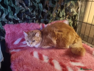 Maine Coon cats ** female ginger maine coon ** - Advert 1