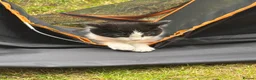 Domestic Shorthair cats for sale: Male kitten - Advert 3