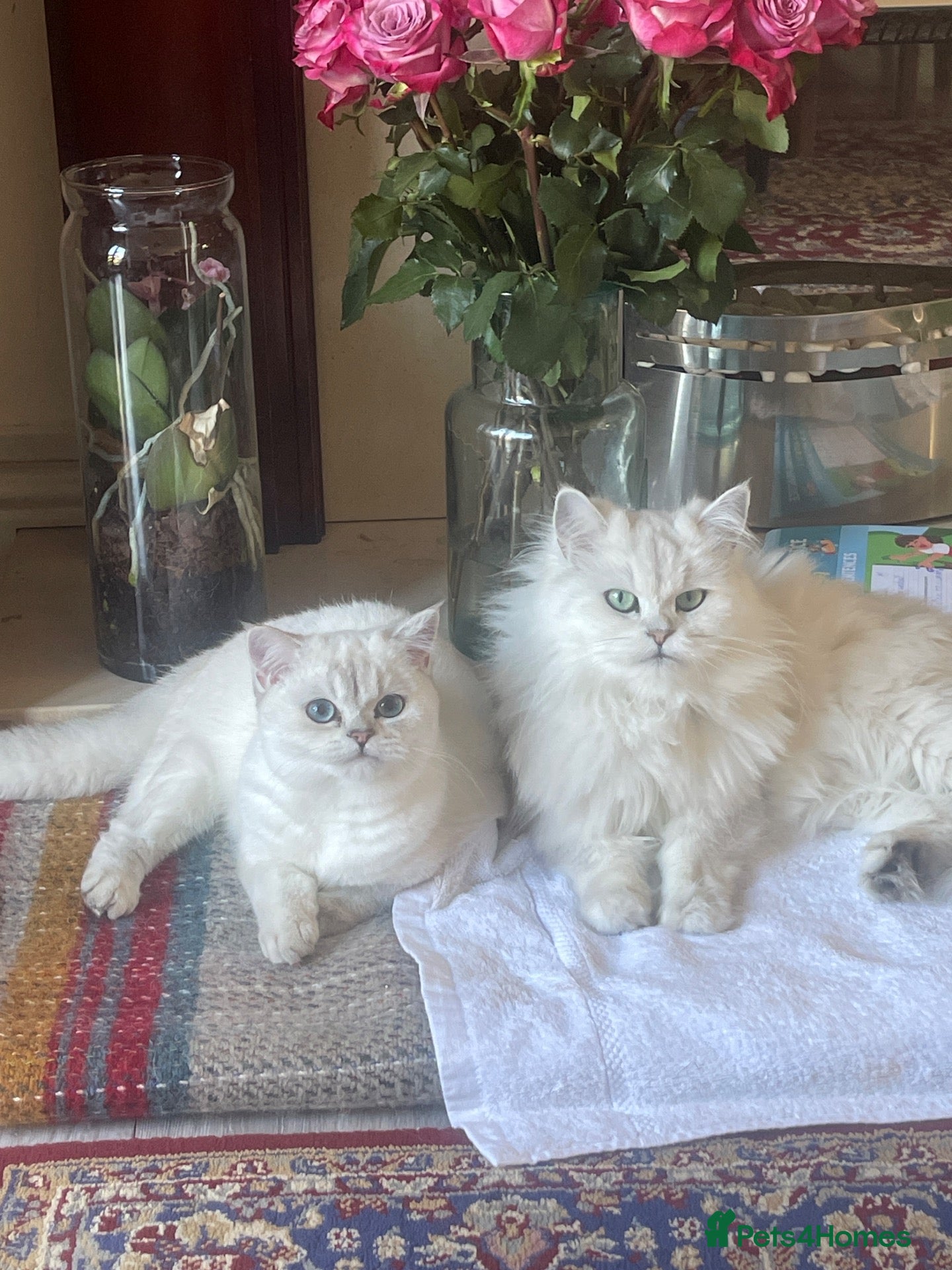 British Shorthair cats Silver shaded British shorthair female Kiwi - Advert 13