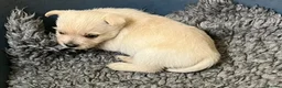 Cairn Terrier dogs for sale: Friendly,outgoing puppy - Advert 4