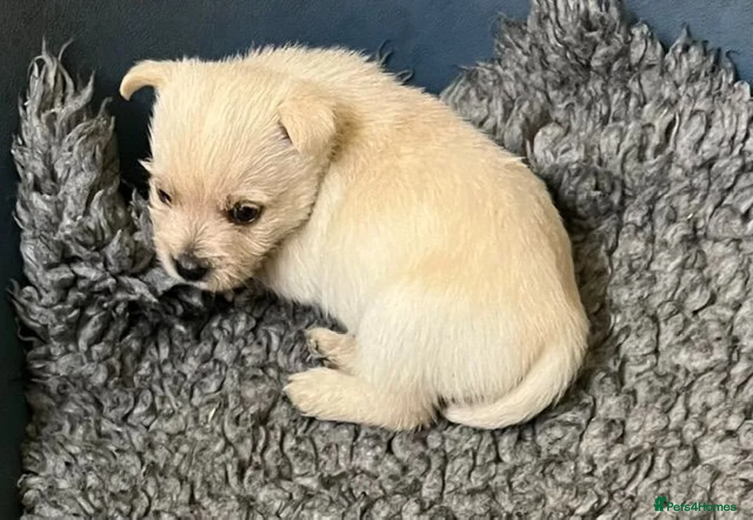 Cairn Terrier dogs for sale: Friendly,outgoing puppy - Advert 4