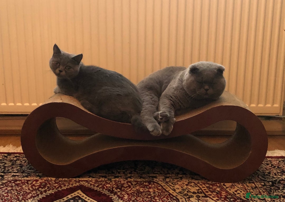 Scottish Fold cats for sale: Sale Scottish and Straight kittens 💗 - Image 13
