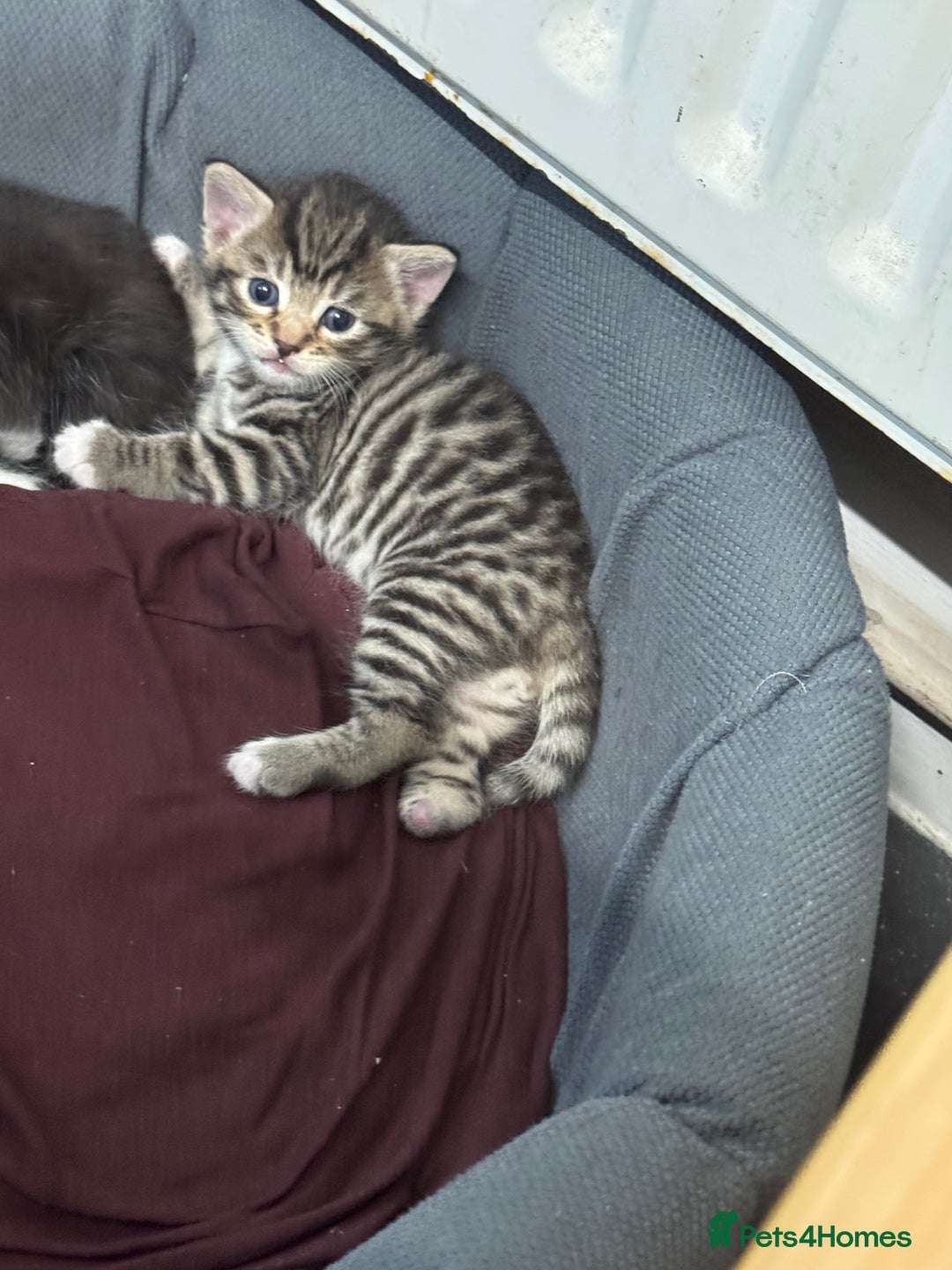 American Shorthair cats for sale: 4 KITTENS FOR SALE WEST LONDON  - Image 6
