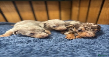 Miniature Dachshund dogs - Advert 5