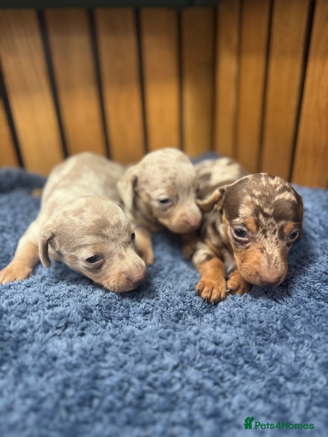 Miniature Dachshund dogs for sale: 5⭐️ licensed breeder - dapple miniaturedachshunds  - Image 3