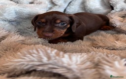 Dachshund dogs for sale: Dachshund Miniature  - Image 24