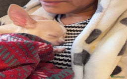 Chihuahua dogs for sale: co 15-Week-Old Chihuahua Puppy - Nancy  - Image 4