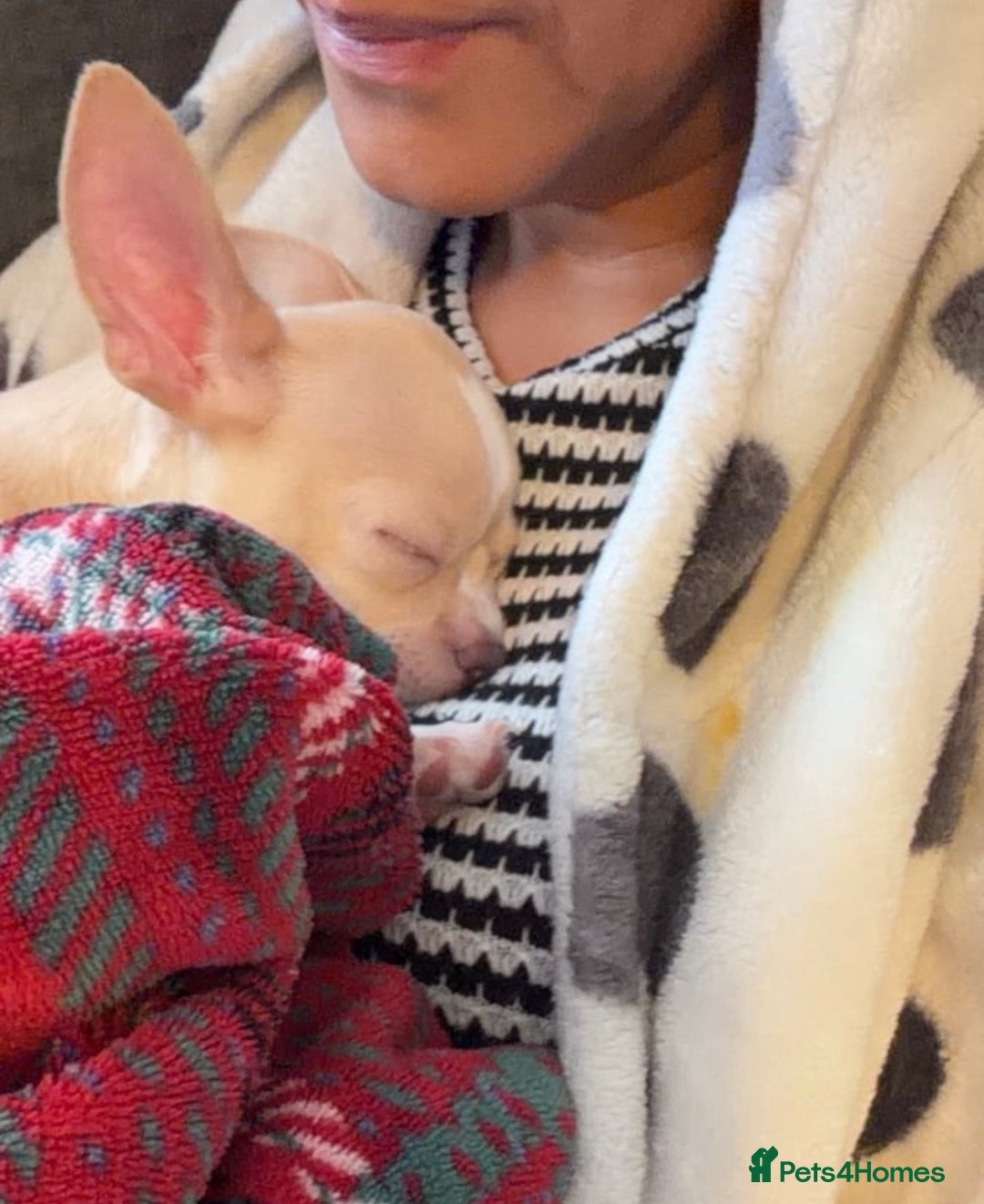 Chihuahua dogs for sale: co 15-Week-Old Chihuahua Puppy - Nancy  - Image 4