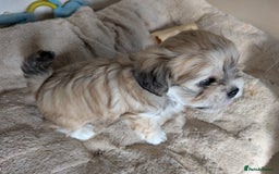 Mixed Breed dogs for sale: Lhasa Apso puppies in Kent - Image 17