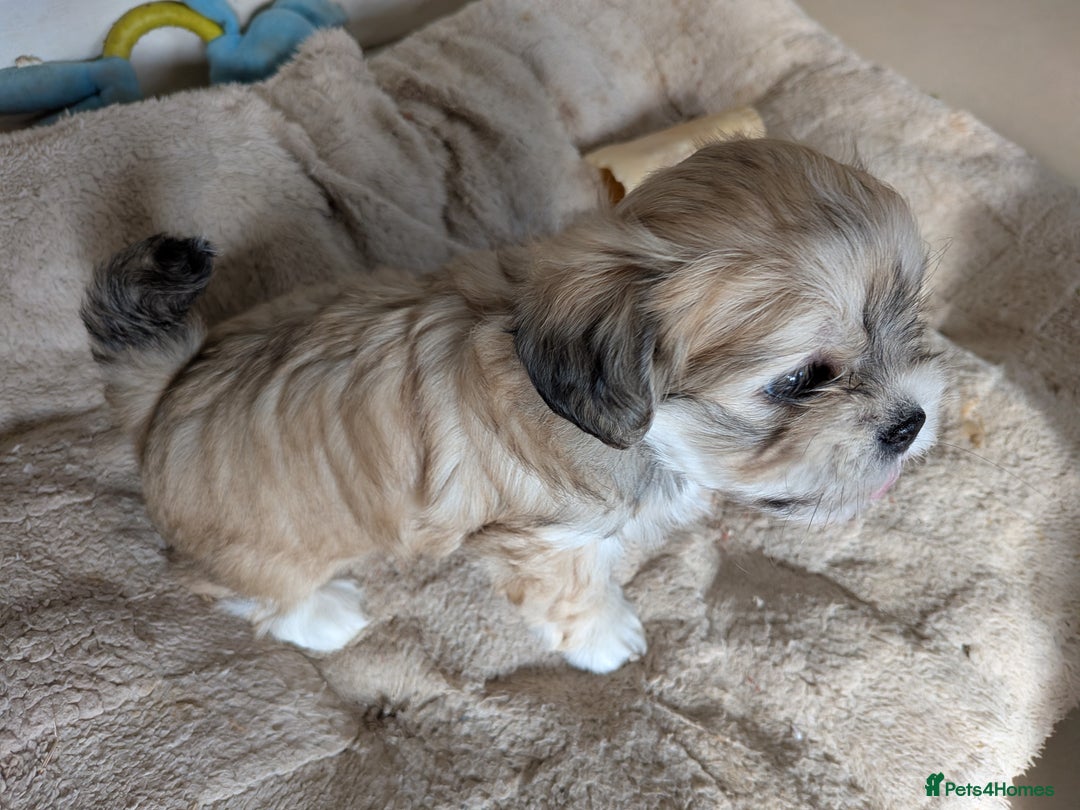 Mixed Breed dogs for sale: Lhasa Apso puppies in Kent - Image 17