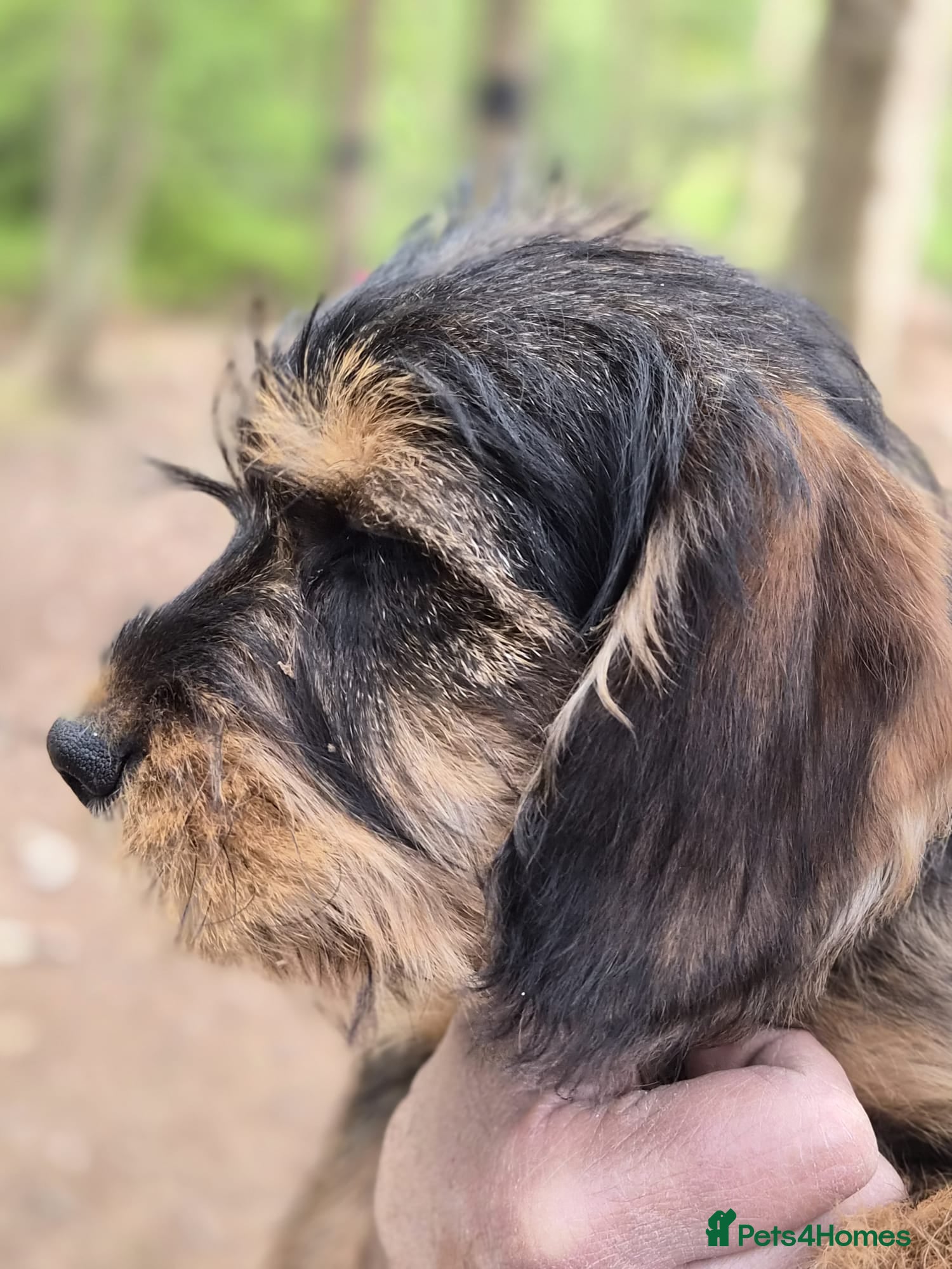 Schnoodle dogs Miniature schnoodle - Advert 16