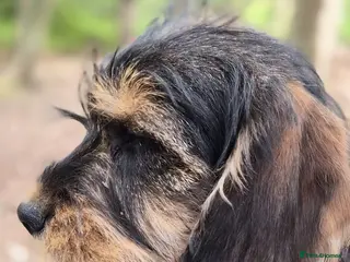 Schnoodle dogs Miniature schnoodle - Advert 16