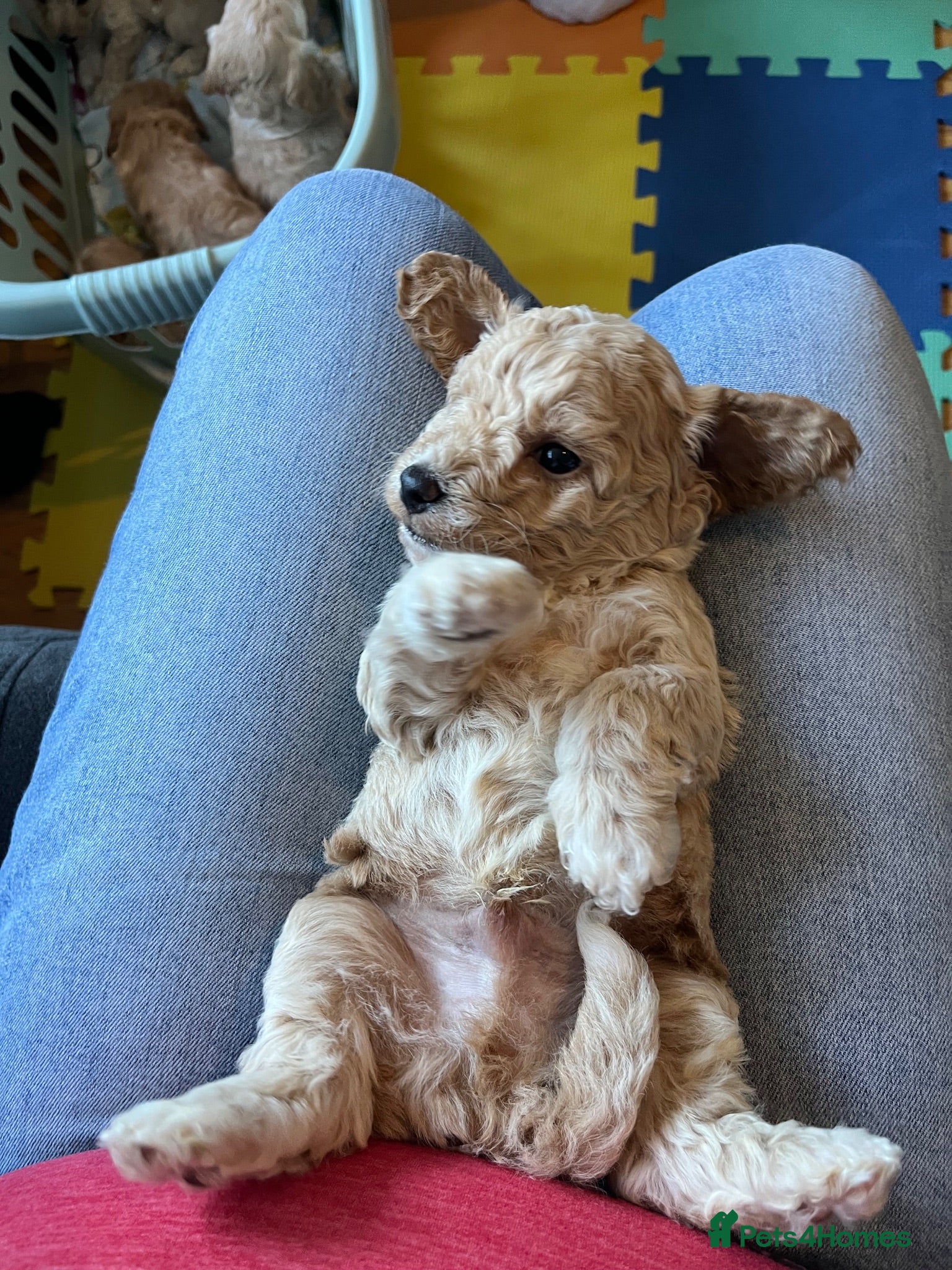 Mixed Breed dogs Cavapoochon puppies - Advert 2
