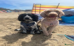 Cocker Spaniel dogs for stud: Beautiful blue roan cocker spaniel for STUD! - Image 13