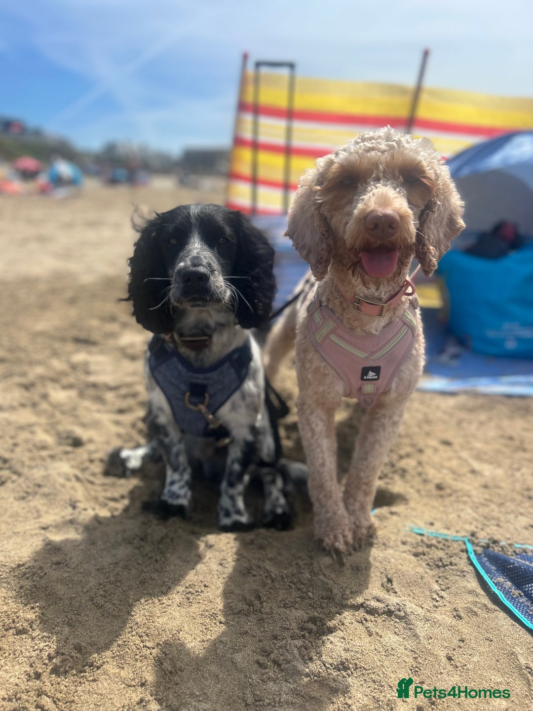 Cocker Spaniel dogs for stud: Beautiful blue roan cocker spaniel for STUD! - Image 13