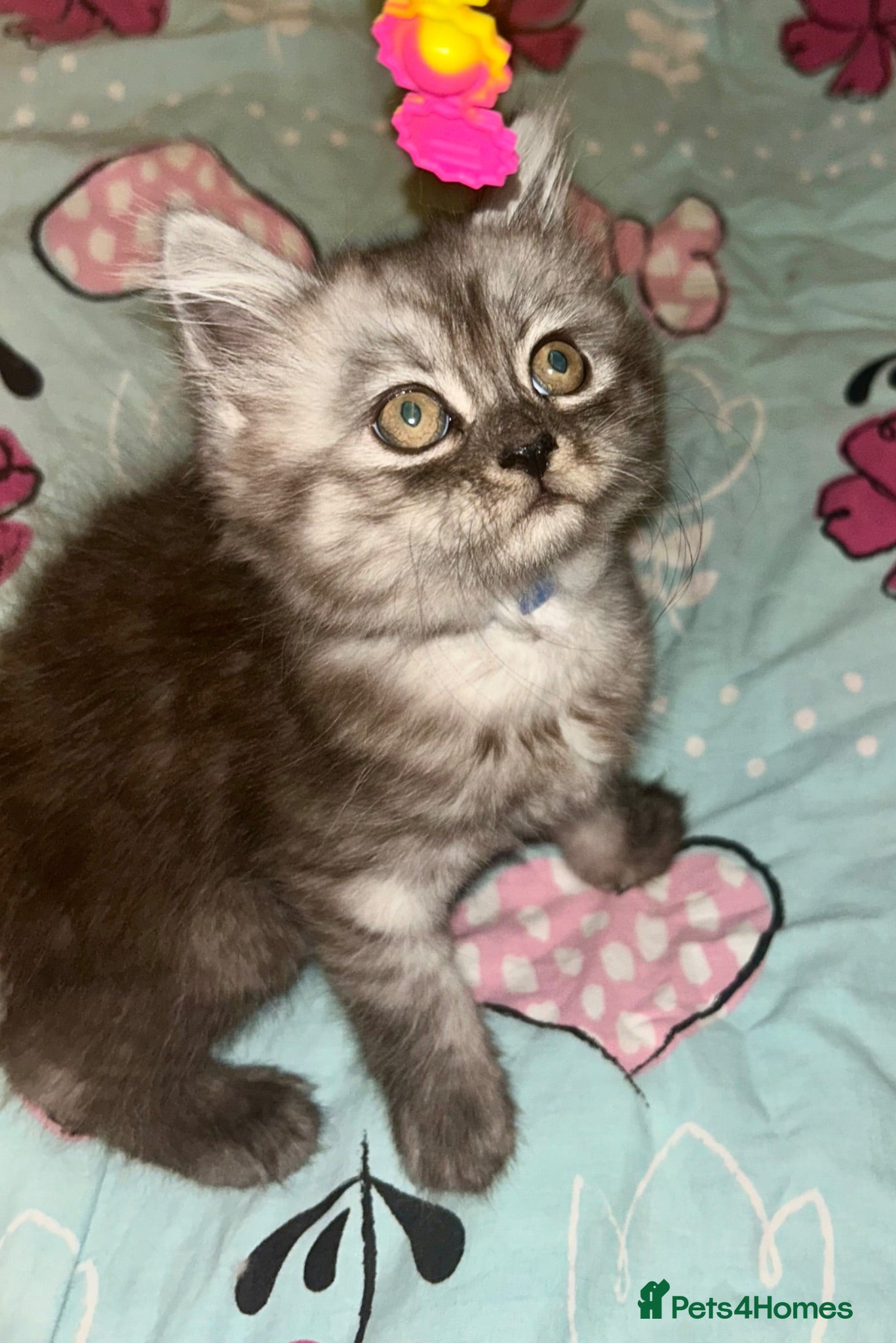 Persian cats JUST 1 CUTE KITTEN left  - Advert 1