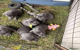 Staffordshire Bull Terrier dogs for sale: Exceptional blue Staffordshire Bull Terrier 🐾💛 - Image 1