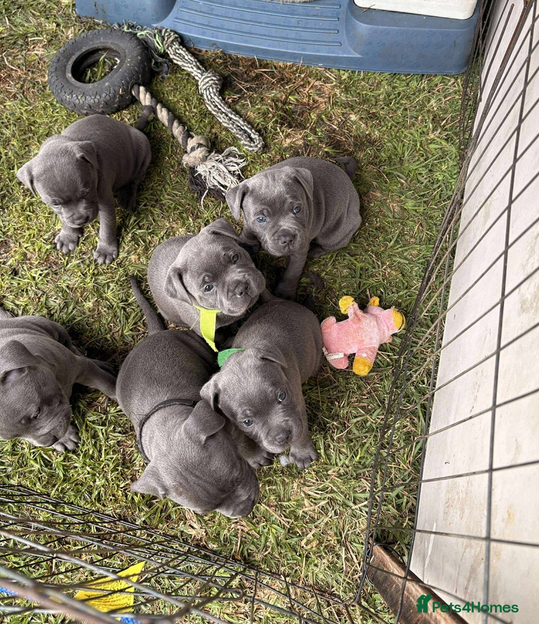 Staffordshire Bull Terrier dogs for sale: Exceptional blue Staffordshire Bull Terrier 🐾💛 - Image 1