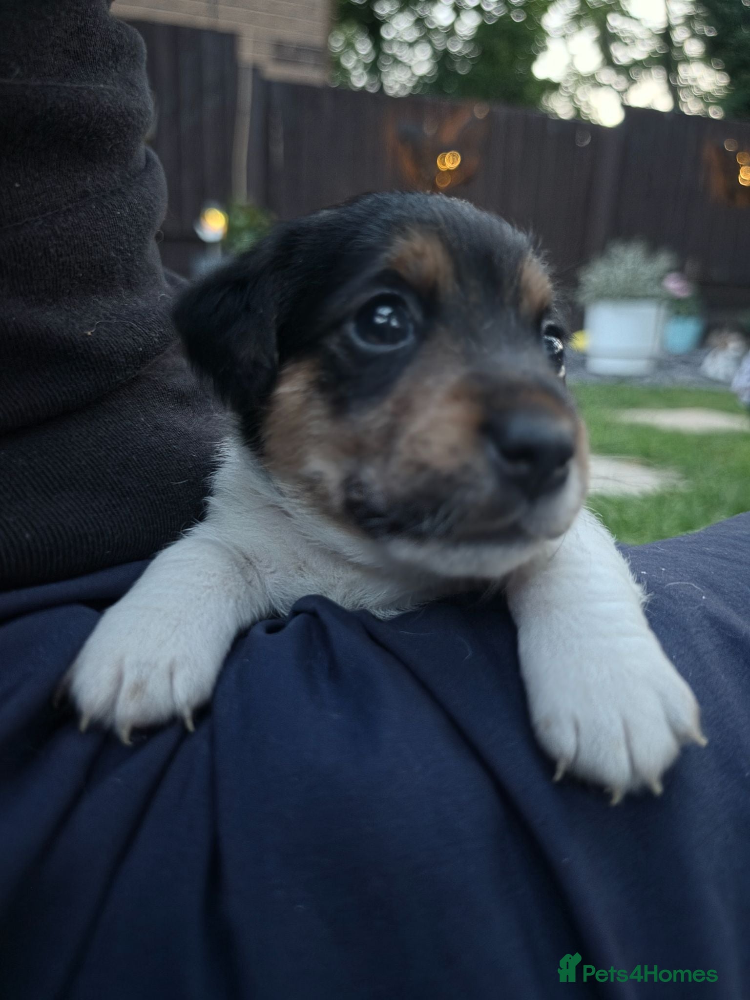 Jack Russell dogs 5 Adorable Jack Russell's looking for 5* Homes - Advert 1