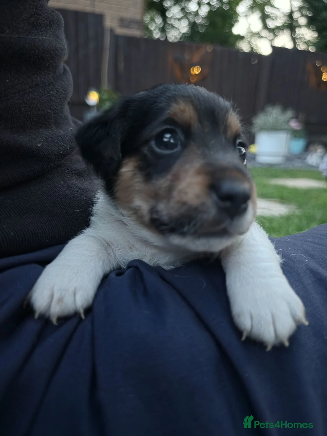 Jack Russell dogs for sale: 5 Adorable Jack Russell's looking for 5* Homes - Advert 1