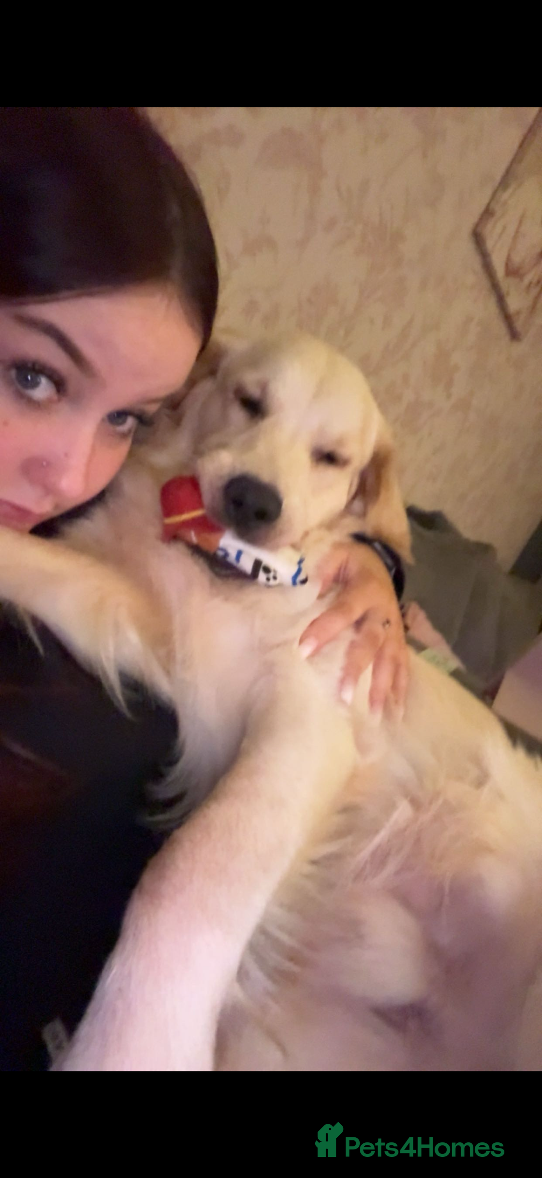 Golden Retriever dogs for sale: Golden retriever male 11 months old - Advert 3