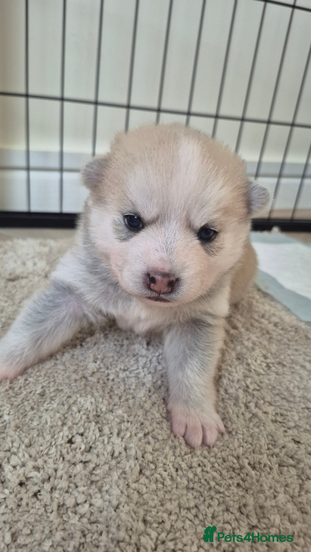 Pomsky dogs for sale: 🐾 New Year Pomsky Puppies – Mini Husky 🐾 - Advert 11