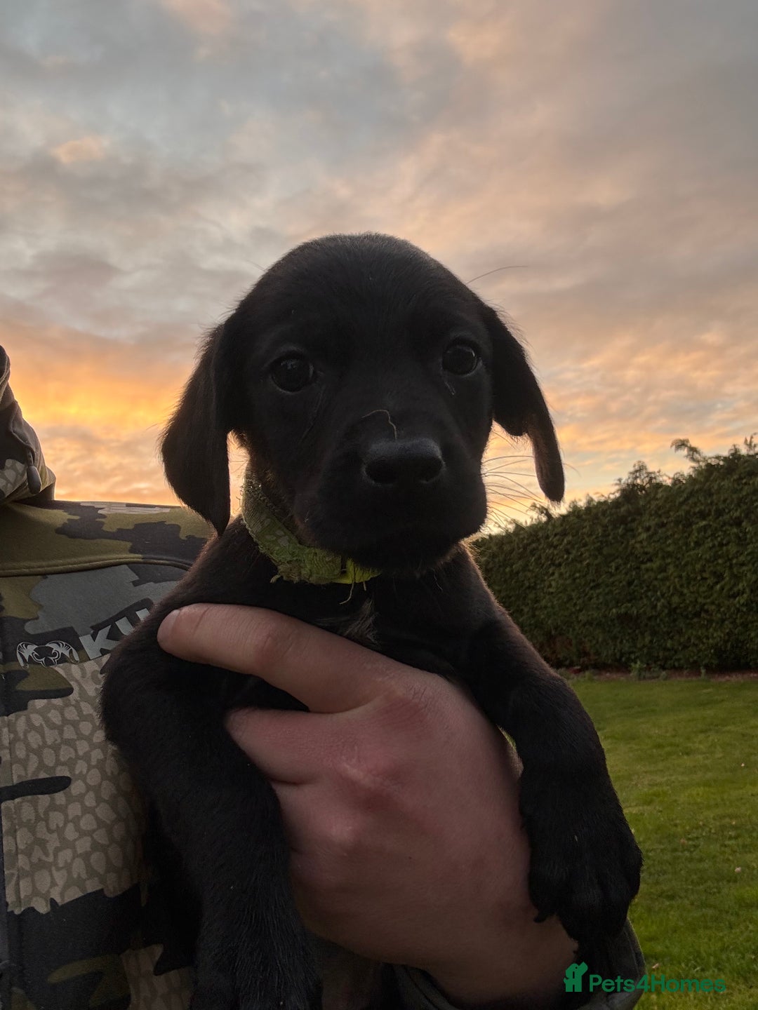 Labrador Retriever dogs for sale: Labrador x GWP - Image 7