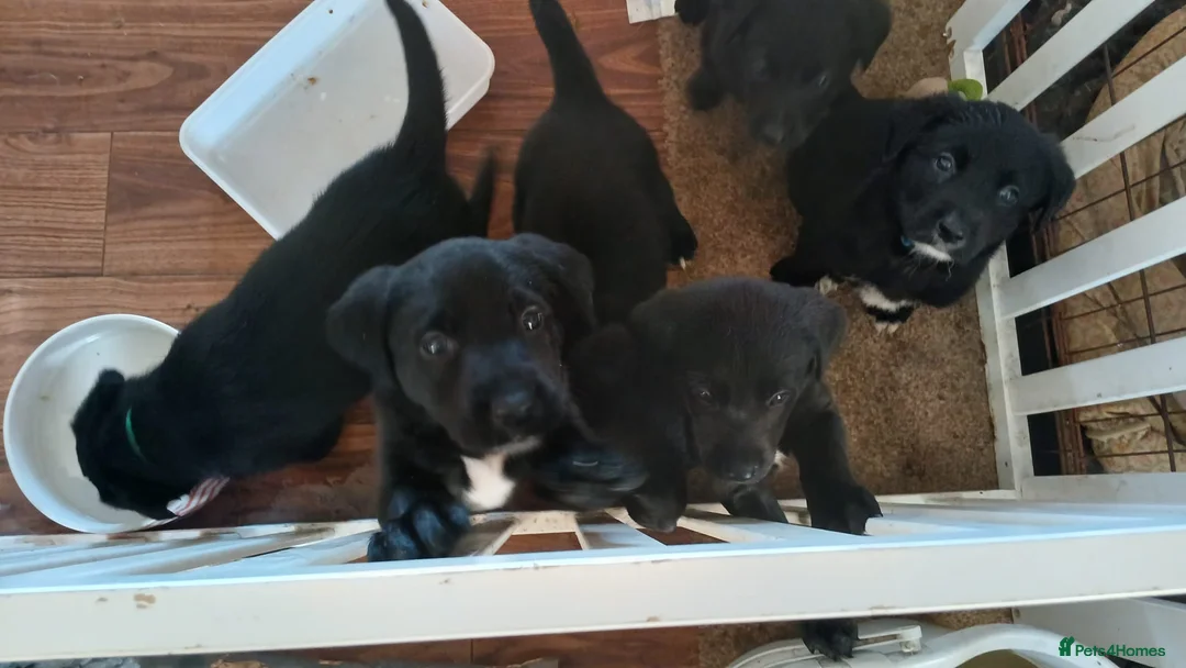 Borador dogs for sale: Labrador Cross Collie pups - Advert 6