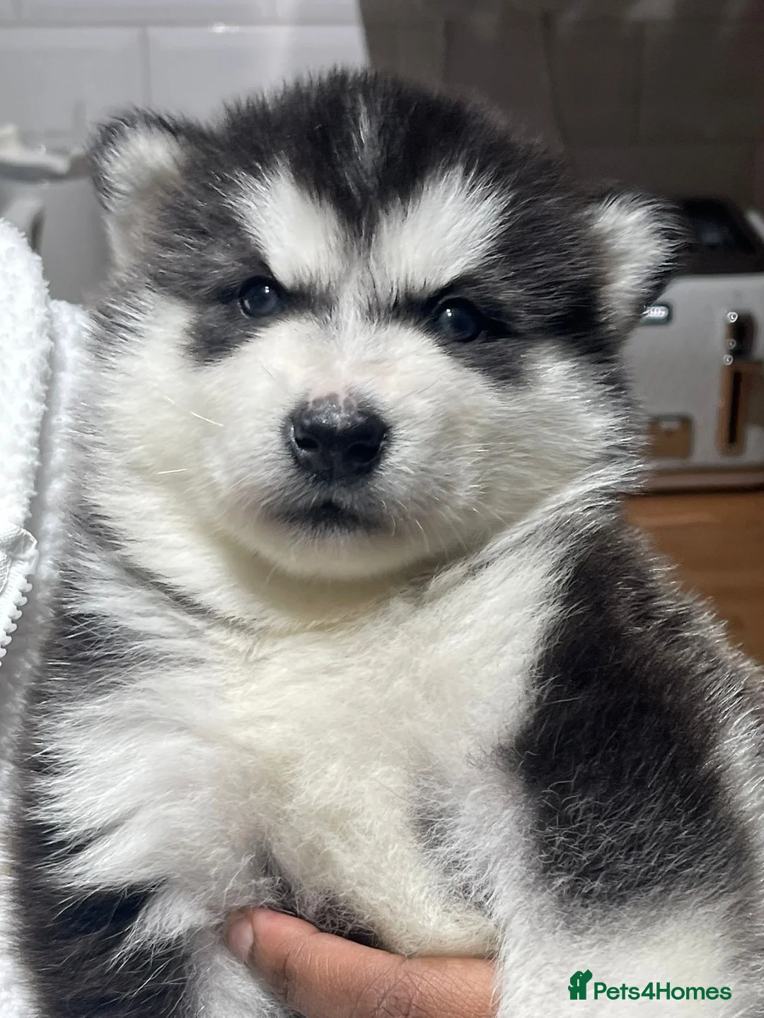 Alaskan Malamute dogs for sale: Alaskan Malamute Puppies For Sale - Advert 2