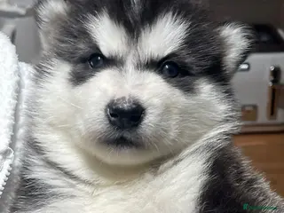 Alaskan Malamute dogs 1 LEFT! Alaskan Malamute Puppies For Sale - Advert 6