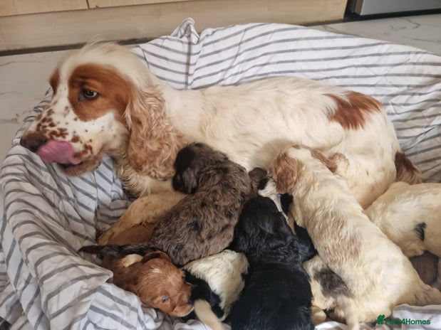 Cockapoo dogs - Advert 8