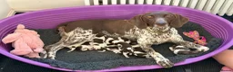 German Shorthaired Pointer dogs for sale: KC Registered German Shorthaired Pointer Puppies - Advert 1