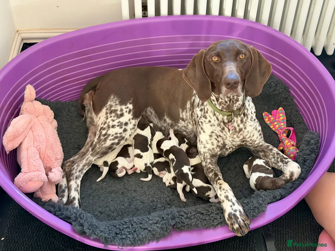 German Shorthaired Pointer dogs for sale: KC Registered German Shorthaired Pointer Puppies - Advert 1