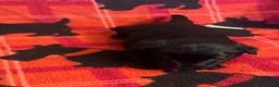 Scottish Terrier dogs for sale: Stunning Pedigree Scottish Terrier Puppies  - Advert 8