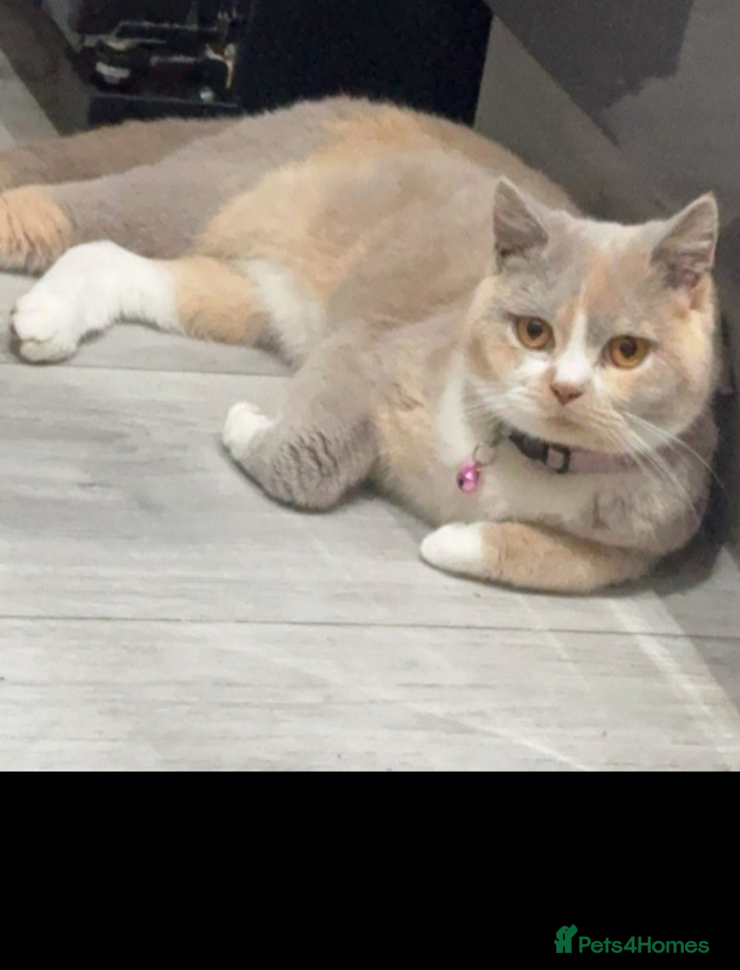 British Shorthair cats for sale: TICA REGISTERED BRITISH SHORTHAIR! FOR SALE! - Advert 1