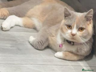 British Shorthair cats TICA REGISTERED BRITISH SHORTHAIR! FOR SALE! - Advert 14