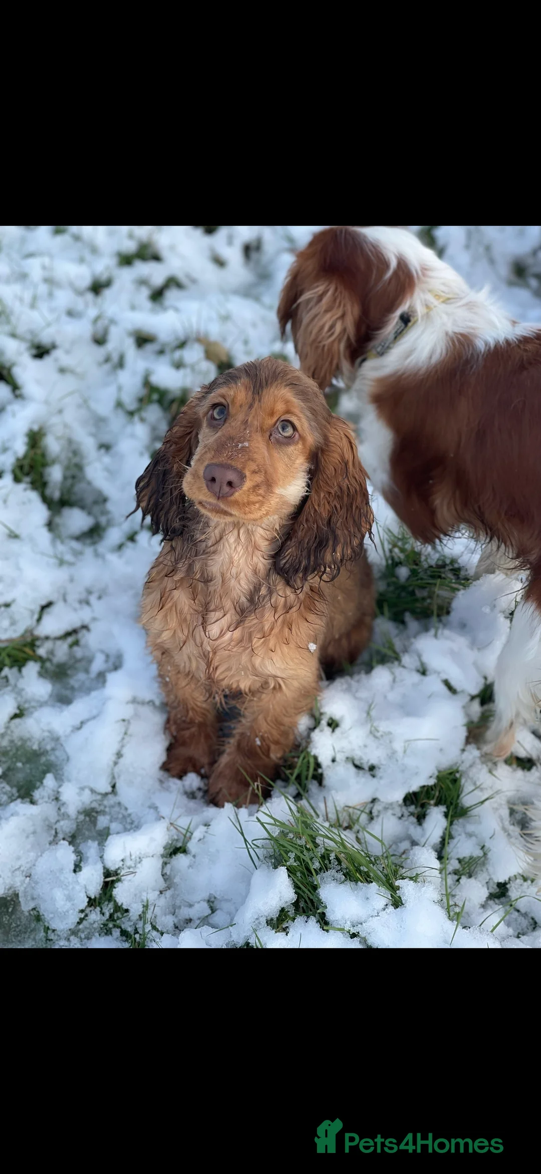 Cockapoo dogs for sale: All puppies have been reserved   - Advert 7