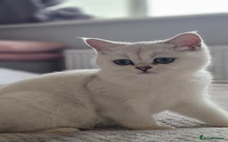 British Shorthair cats for sale: Girl cat - Image 1