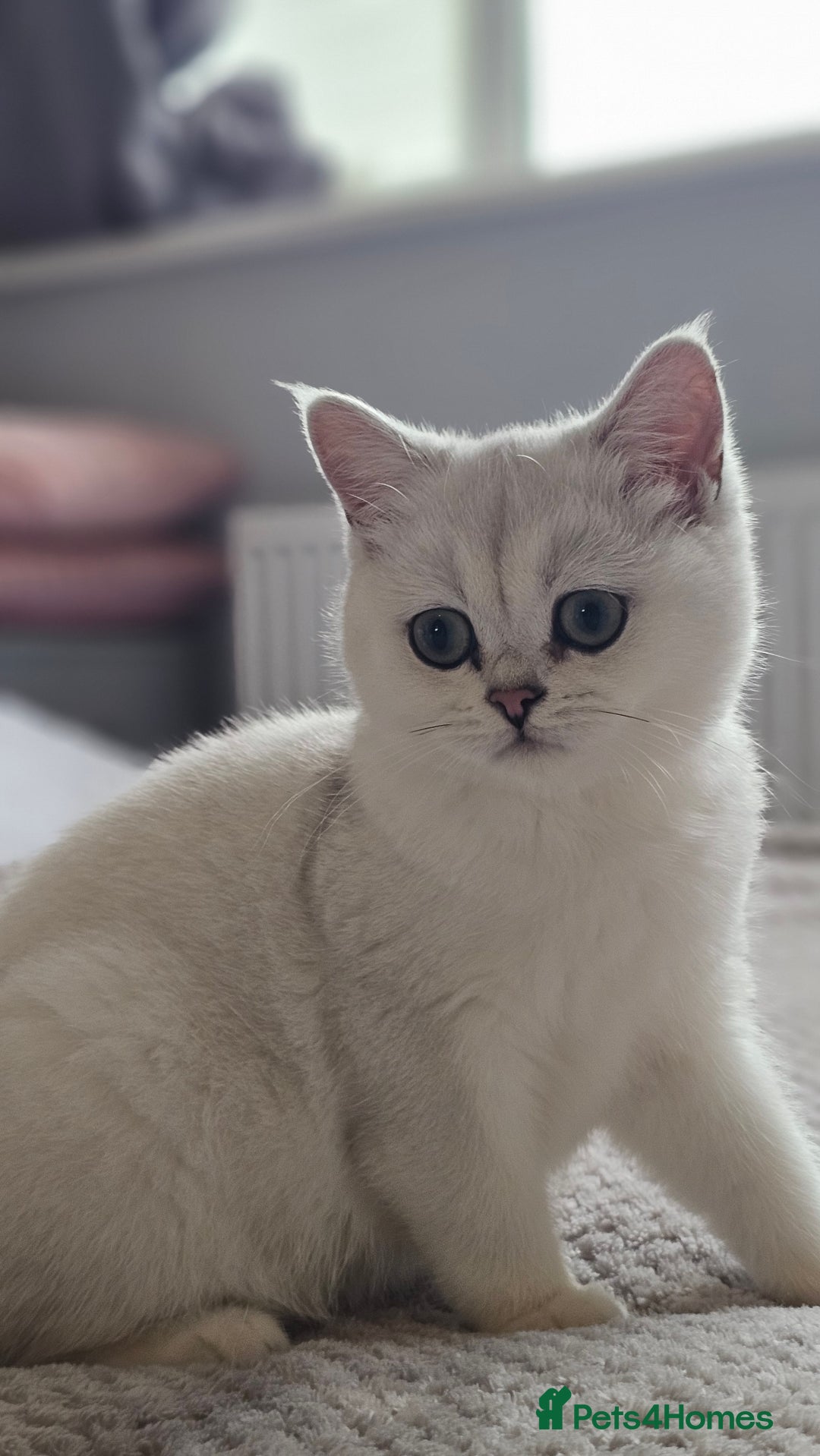 British Shorthair cats for sale: Girl cat - Image 1