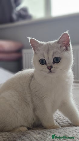 British Shorthair cats - Advert 2