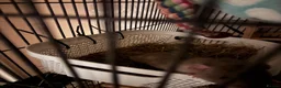 Rat rodents for sale: 2 male rats - Advert 5