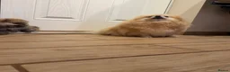 Pomeranian dogs for sale: Pomeranian Boy 🩶 - Advert 6