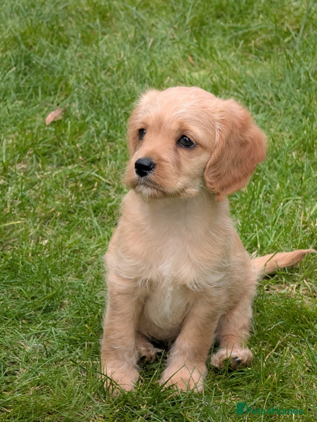 Cavapoochon dogs for sale: Light fox red Cavapoochon puppies - Image 6